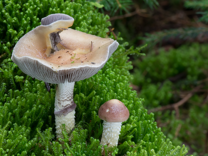 Stropharia hornemannii